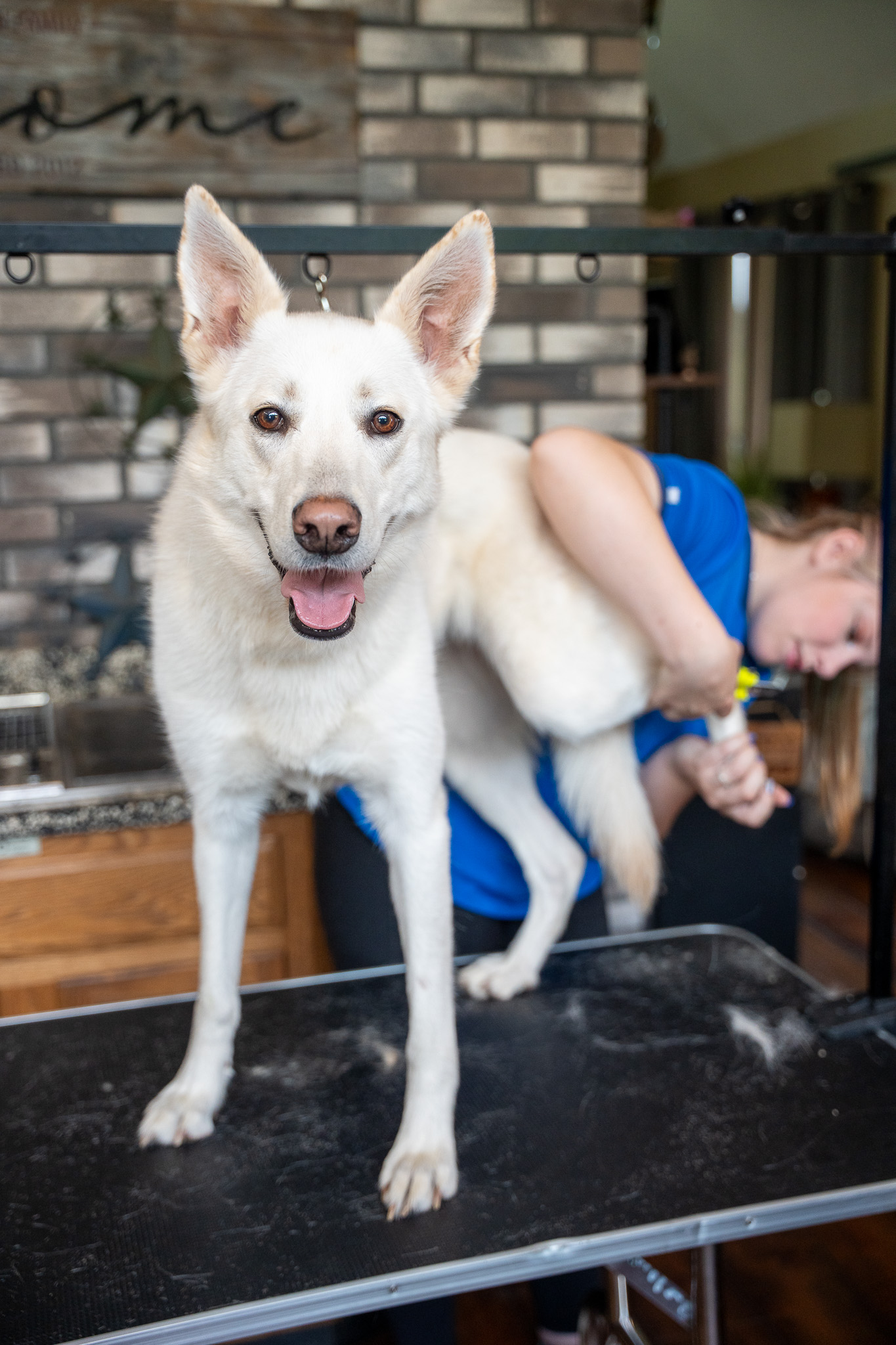 Professional dog groomer trimming a dog's nails