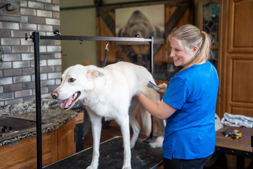 Professional dog groomer combing a dog's coat