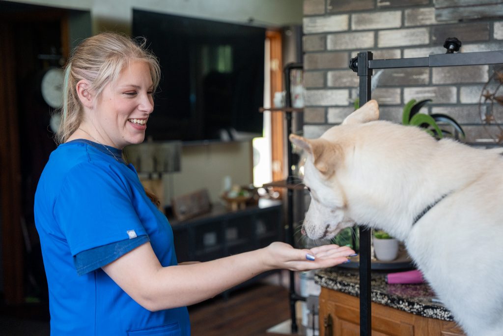 Professional dog groomer giving a dog a treat during grooming