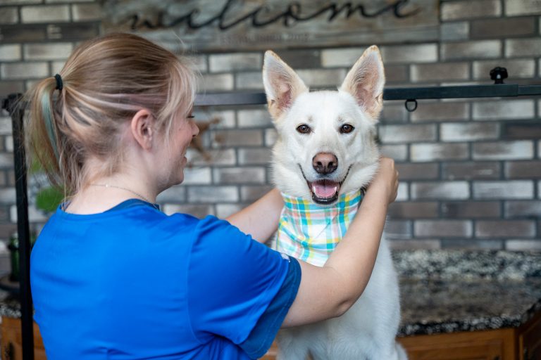 Professional dog groomer putting a bandana on a freshly groomed dog