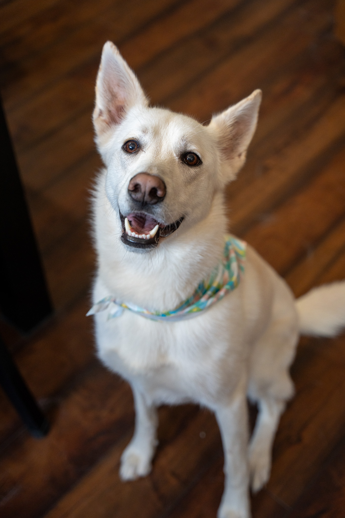 Freshly groomed dog after professional grooming service