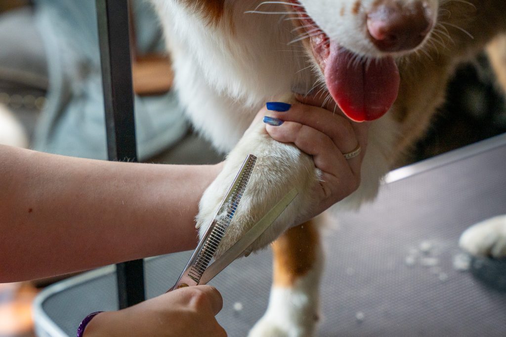 Professional Dog Grooming Add-On Services trimming paw hair