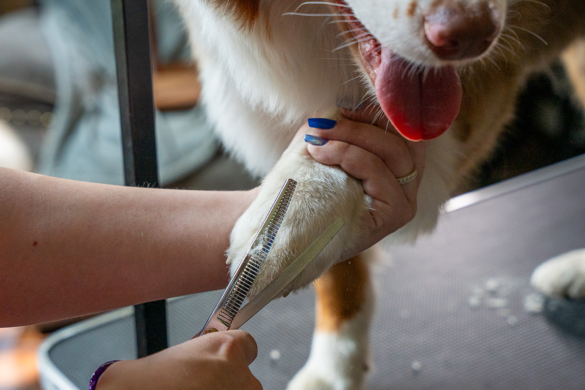 Professional Dog Grooming Add-On Services trimming paw hair