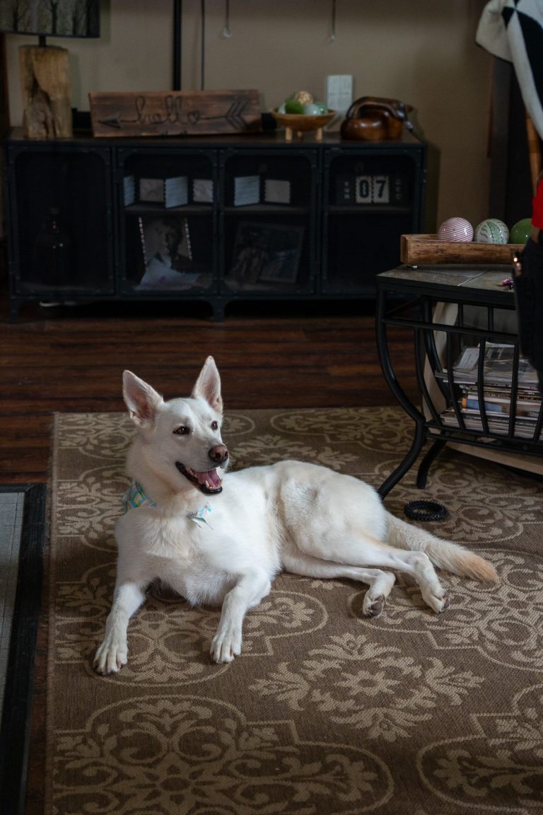 Freshly groomed dog after professional dog grooming service