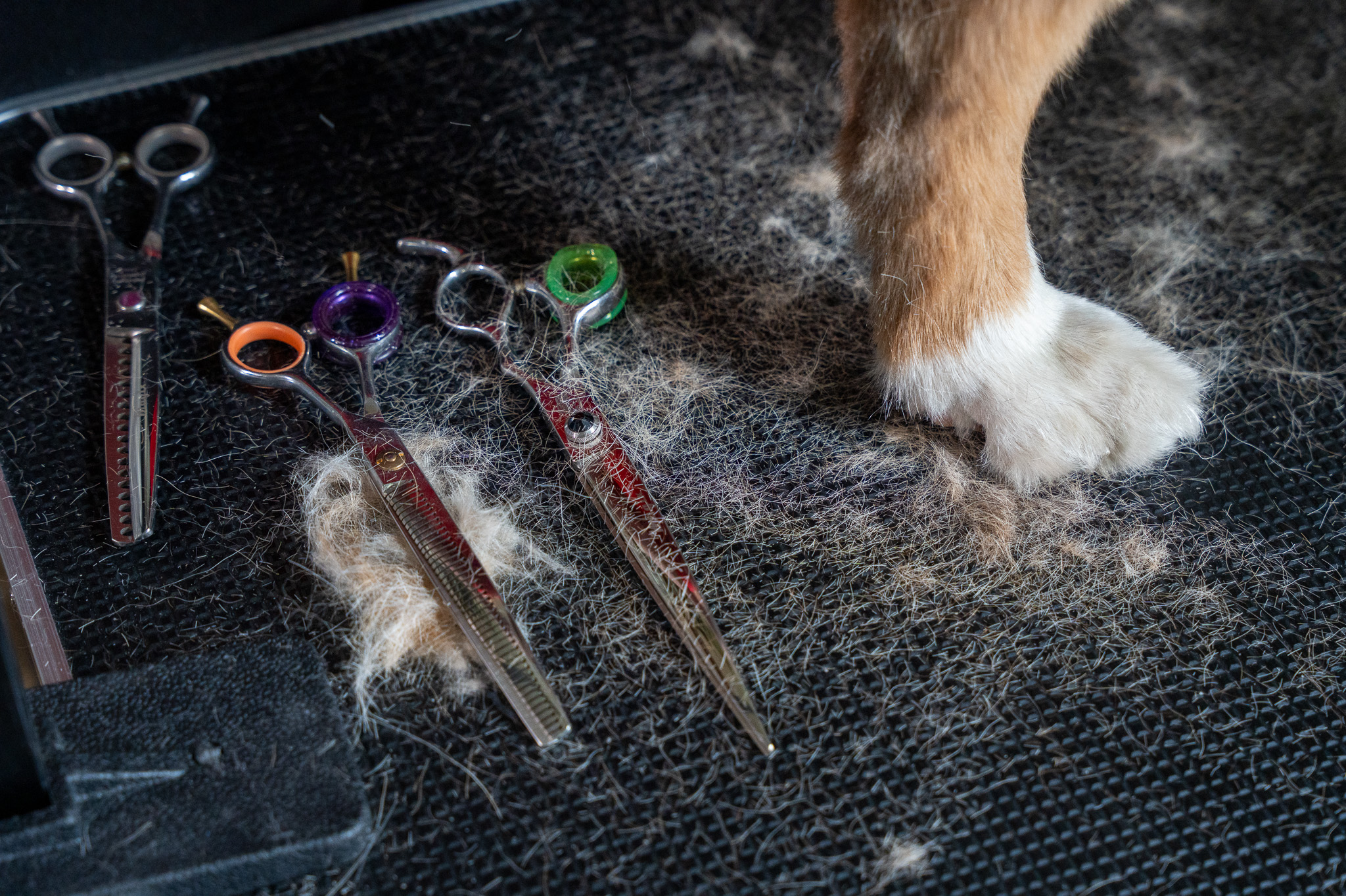 Professional dog groomer trimming a dog's coat