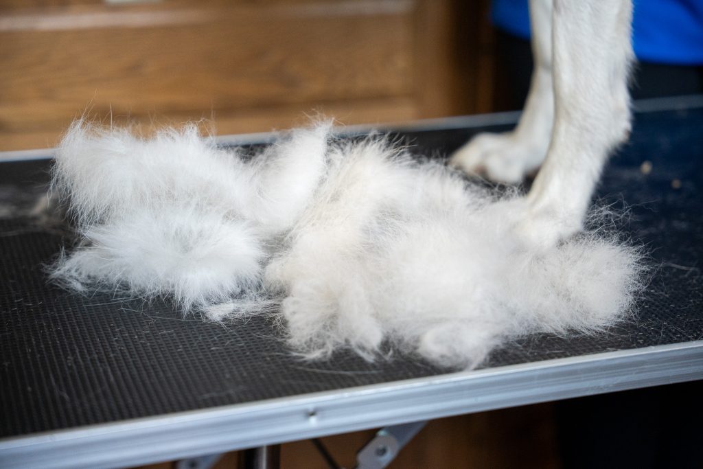 pile of dog deshedding from professional Bath & Brush Dog Grooming service package