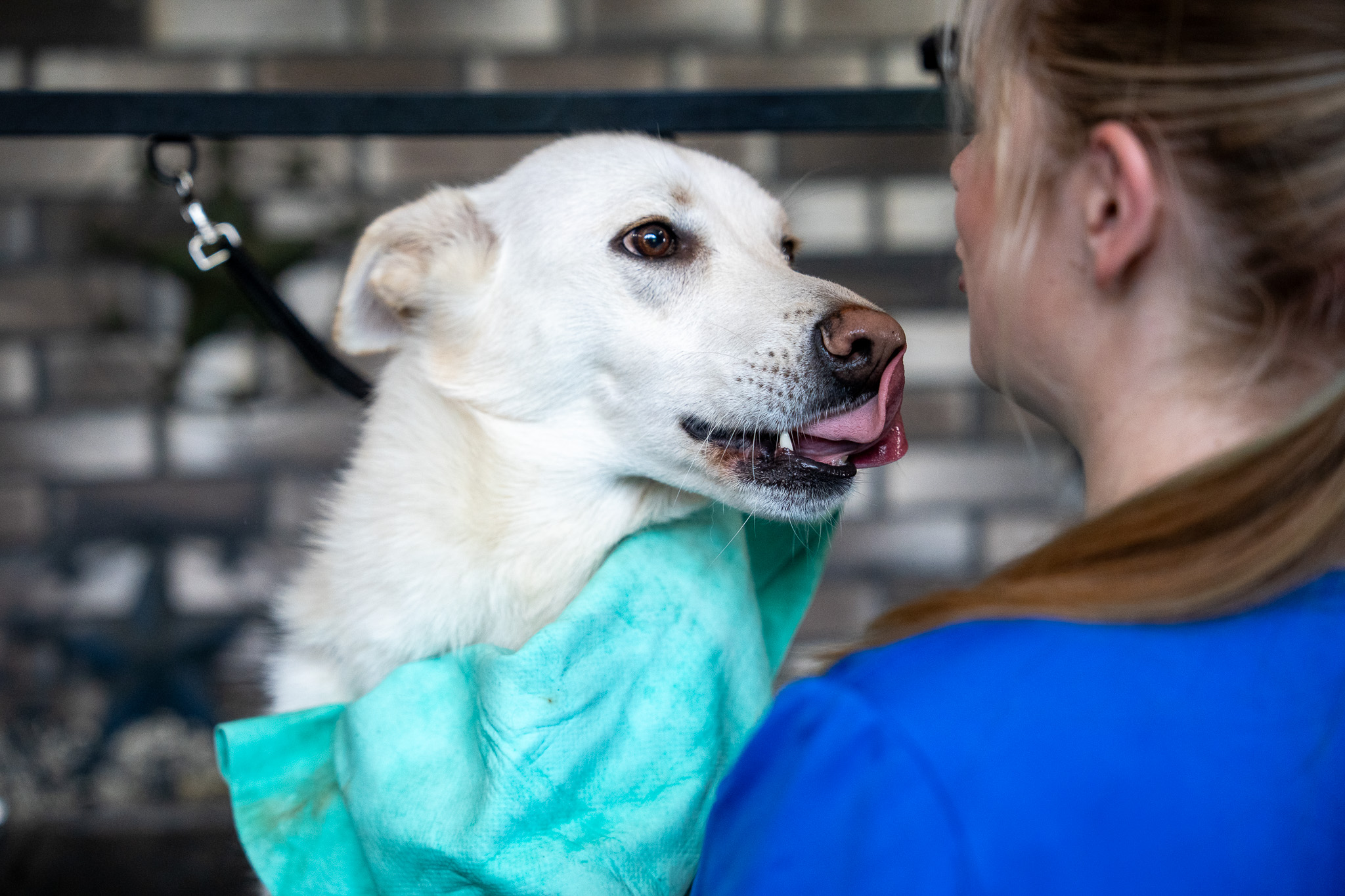 Professional dog groomer towel drying a dog