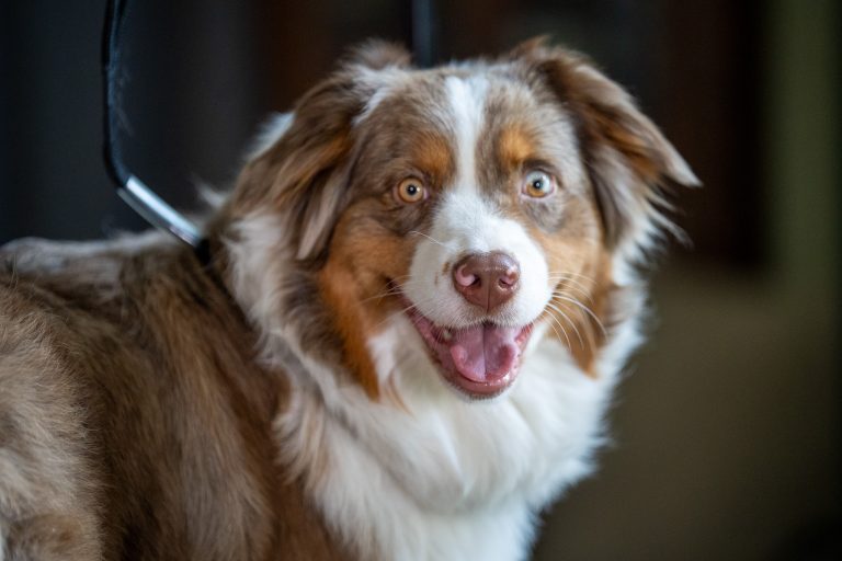 Freshly groomed dog after professional grooming